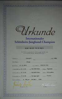 Urkunde Junghund Champion DSC05729